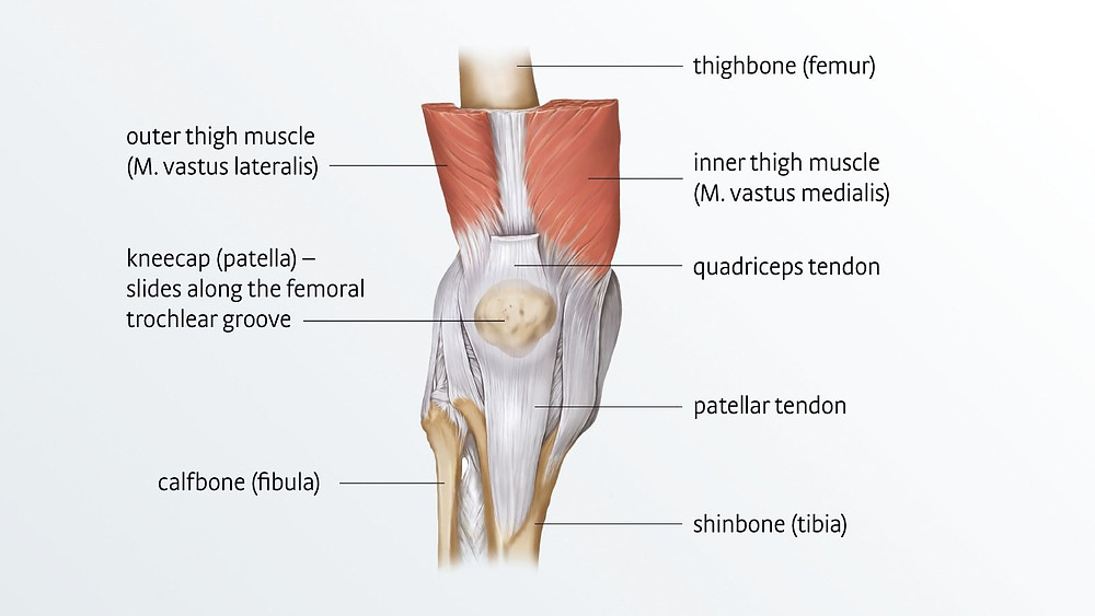 Knee anatomy