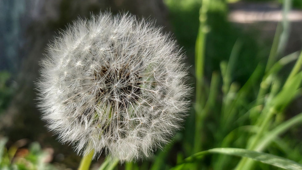 Pusteblume_1