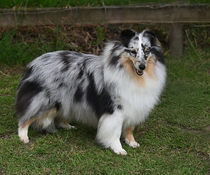 bluey20261.jpg