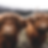 HIGHLAND TALLOW CO. (1).png
