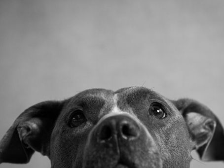 zwart-wit portret van een hond met focus op ogen