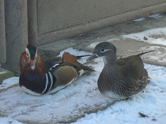 VIDEO Chov museli okamžite zlikvidovať! V Ľubovni prvýkrát objavili pseudomor hydiny