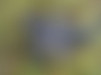 Pripomíname si tradície: Obyčajné, ale veľmi prospešné  jesenné trnky