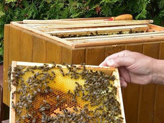 Neznámy páchateľ podpálil včelín