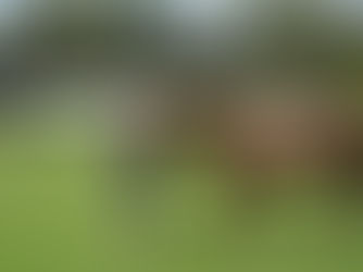 VIDEO Premeniť tábor v podhradí chcú traja záujemcovia. Rozhodnutie bude v rukách poslancov