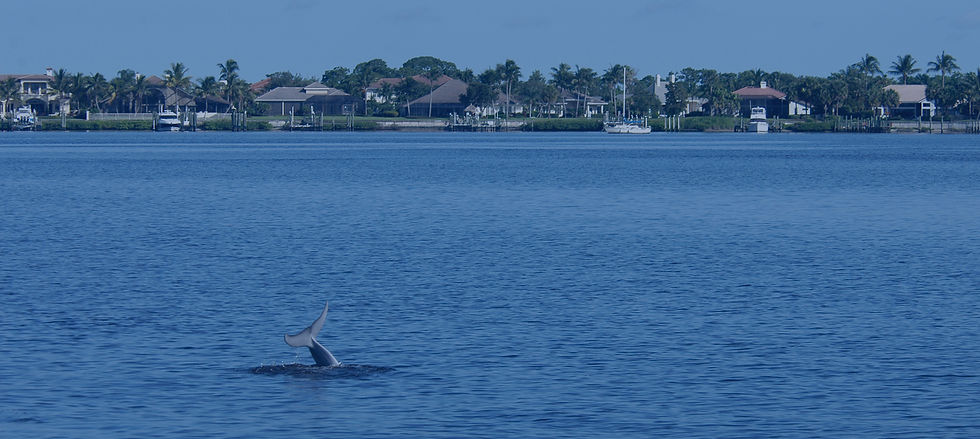 13June2013_S1_0122_web overlay blue.jpg