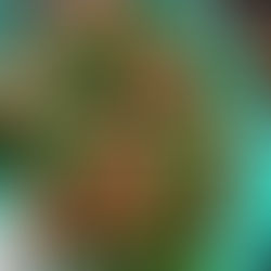 GRAPEFRUIT & PECAN ARUGULA SALAD 