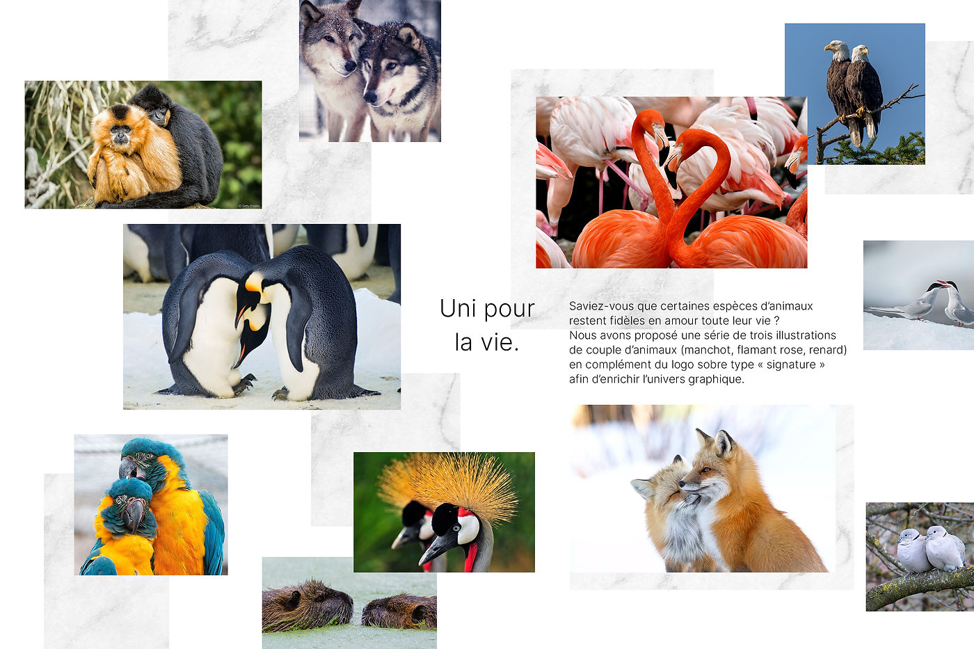 JLS_visuel-couple-animaux.jpg