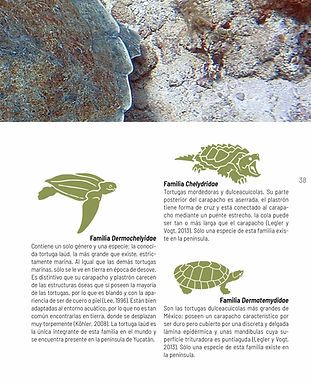 Catalogo reptiles 4.jpg