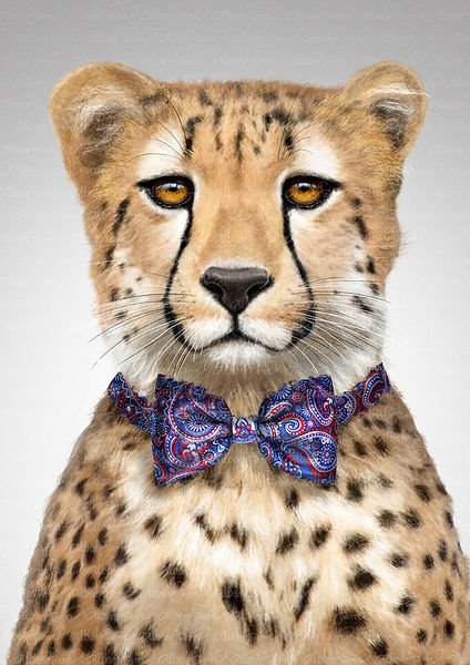 Guepardo copia 2.jpg