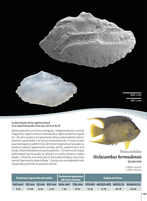 Catalogo otolitos 4.jpg
