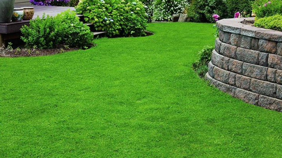 Alternative groundcovers for a lush lawn in Washington state