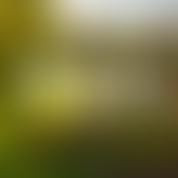 How landscaping can increase your property value