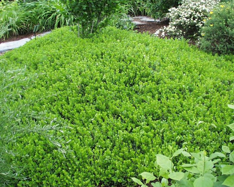 Kinnikinnick Groundcover Example