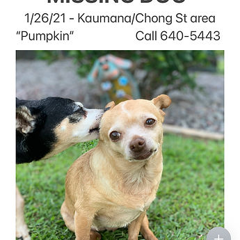 Pumpkin