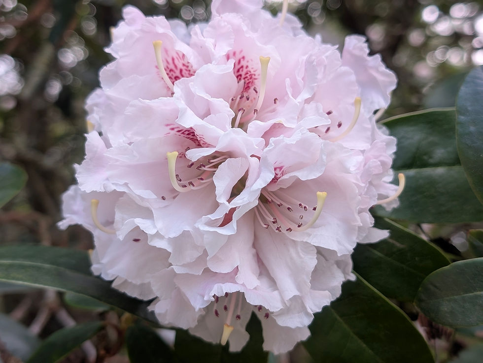 Azalea Days