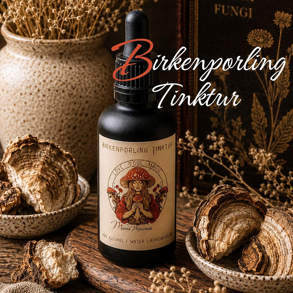 Nahaufnahme Birkenporling Tinktur 30ml reines Fomitopsis betulina Extrakt in MamaMuscaria Schwarzglasflasche