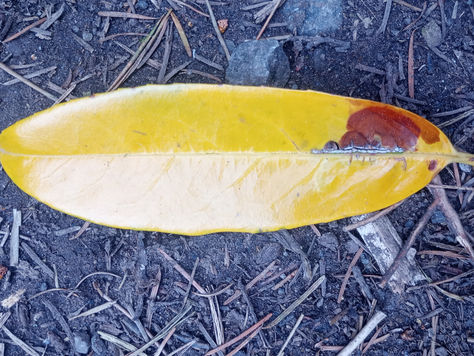 rot