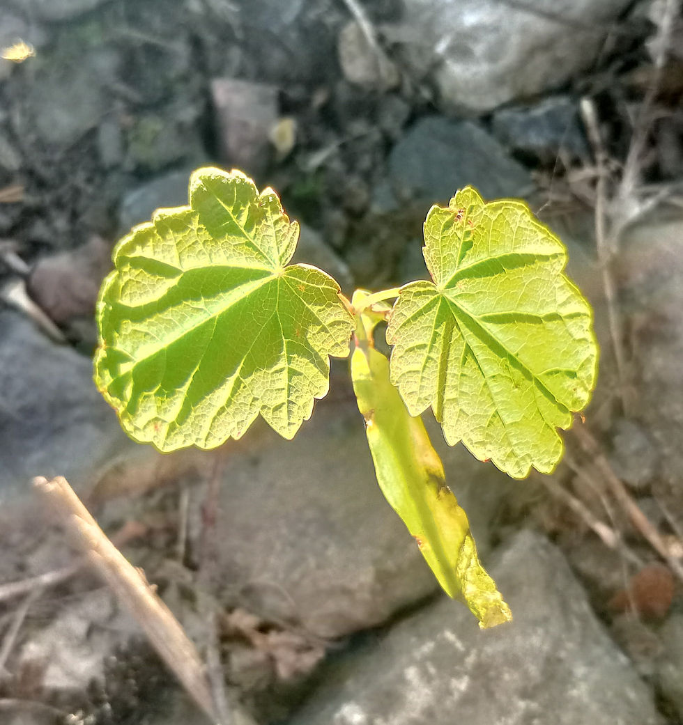dew