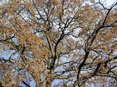 blessing of a dark sky