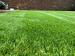 STEVELEETRADING_GRASS1