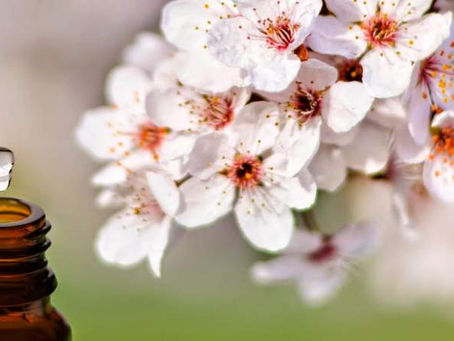 "Fiori di luce.
L'anima e la Coscienza 
nei Rimedi di Eduard Bach"
Conferenza  
della 