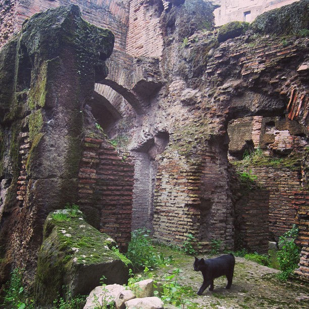 Black cat exploring moss-covered brick ruins in the Colosseum hypogeum, a sight unlocked with Colosseum Underground Tour Tickets – whitequillcreative