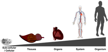 Beyond Theory: Applying the Dogma of Biology and Biological Hierarchy to Solve Modern Problems