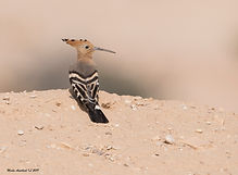 Pictures from Israel 