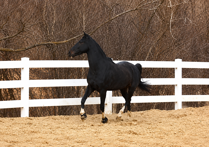 To everyone else, Shyama looked calm. Beneath that quiet surface, his body was carrying a truth that changed the way I would understand animals—and people—forever.