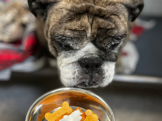 bulldog pupkin.jpeg