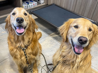 goldens aacc.JPEG