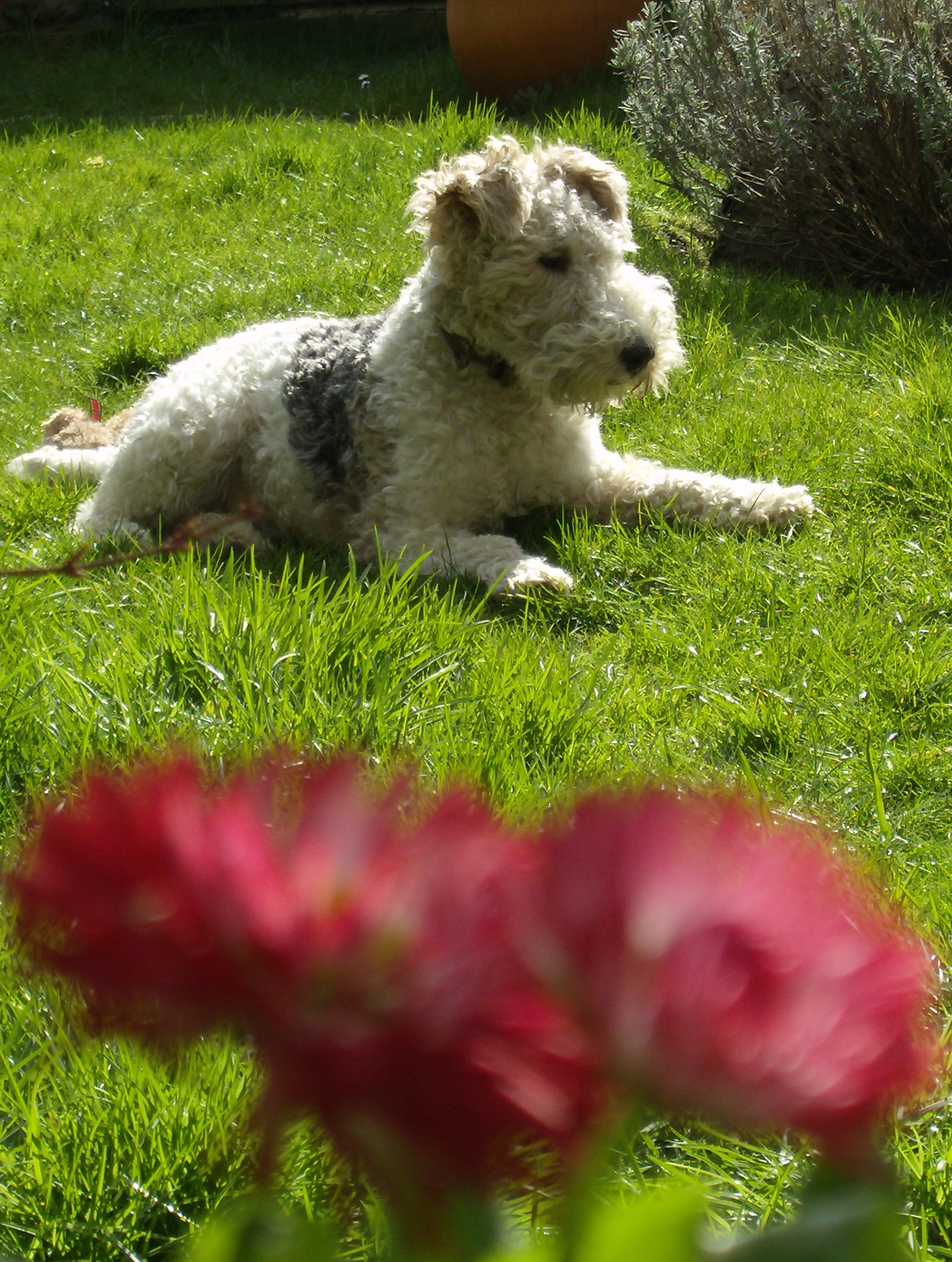 Archie - rules the roost!