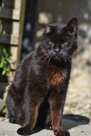 Older Cat for physiotherapy