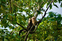 PAIR OF WHITE FACE MONKEYS