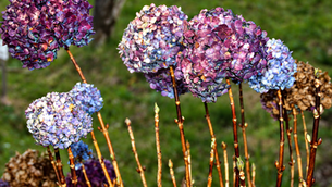 Hortênsias no inverno, Gramado, RS Tela Tomazeli