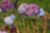 Gramado lança Concurso Jardins de Gramado 2026