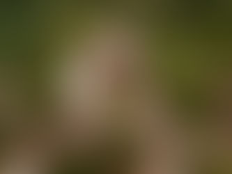 Prefeitura de Nova Petrópolis participa de reunião sobre nova concessão da ERS-235