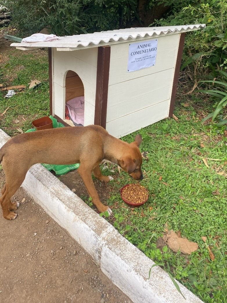 Animal comunitário. Gramado. Crédito: Divulgação