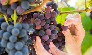 Lançamento do Gramado In Concert e início da 5ª Vindima acontece na próxima semana