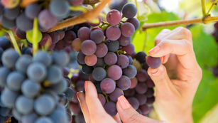 Lançamento do Gramado In Concert e início da 5ª Vindima acontece  na próxima semana