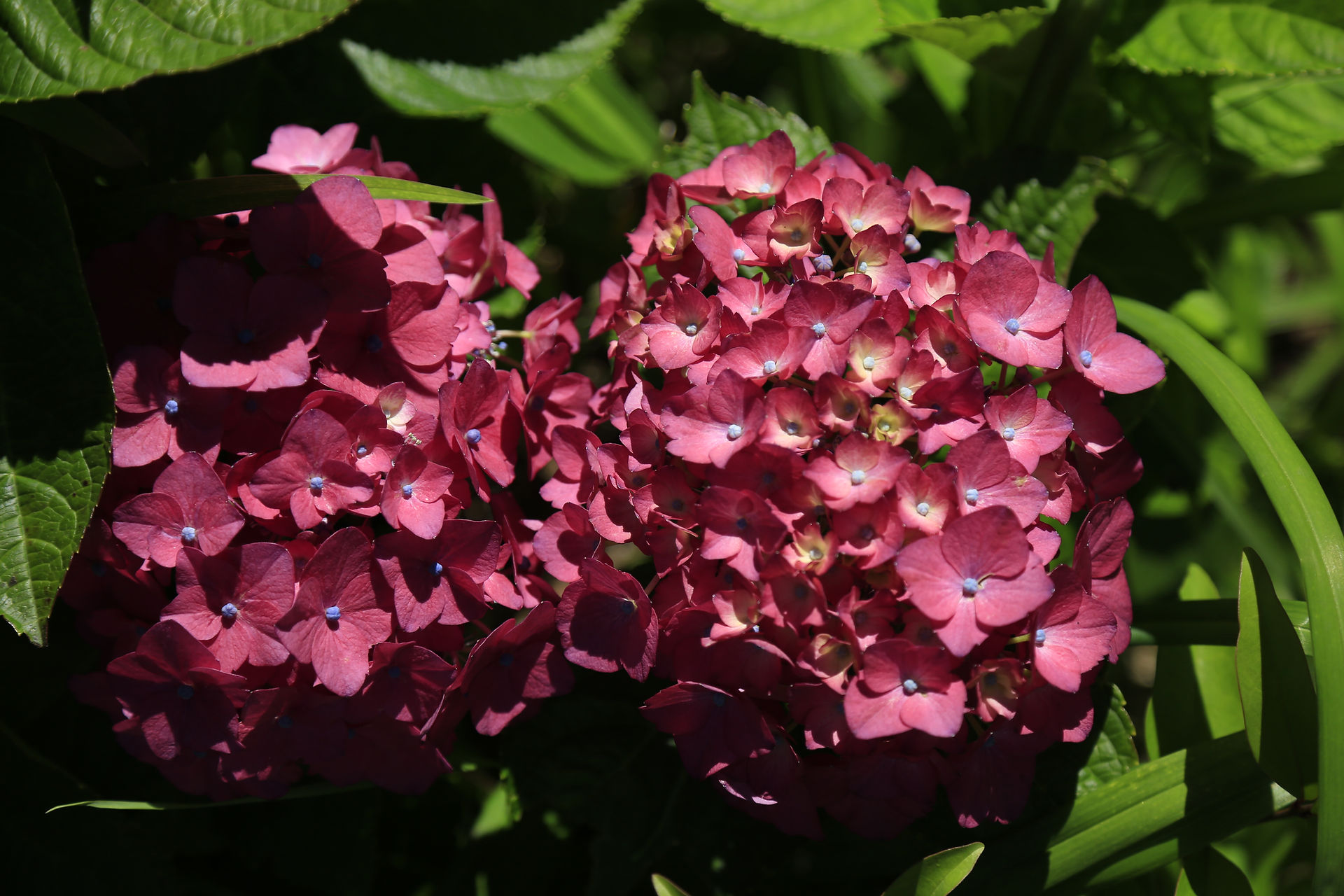 7 de julho, dia da Hortênsia em Gramado, RS. Foto: Tela Tomazeli