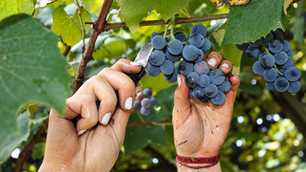Viticultura gaúcha: certificação tem inscrições até 6 de outubro