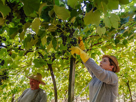 Vinícola Aurora celebra safra histórica em 2026 com recorde de 93 milhões de quilos de uva
