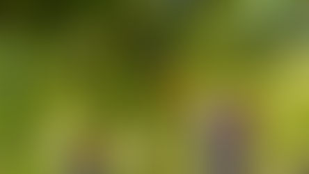 Vinícola Aurora celebra safra histórica em 2026 com recorde de 93 milhões de quilos de uva