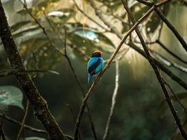 Programa 'Aves de Gramado' inicia observação de aves nativas no Parque dos Pinheiros