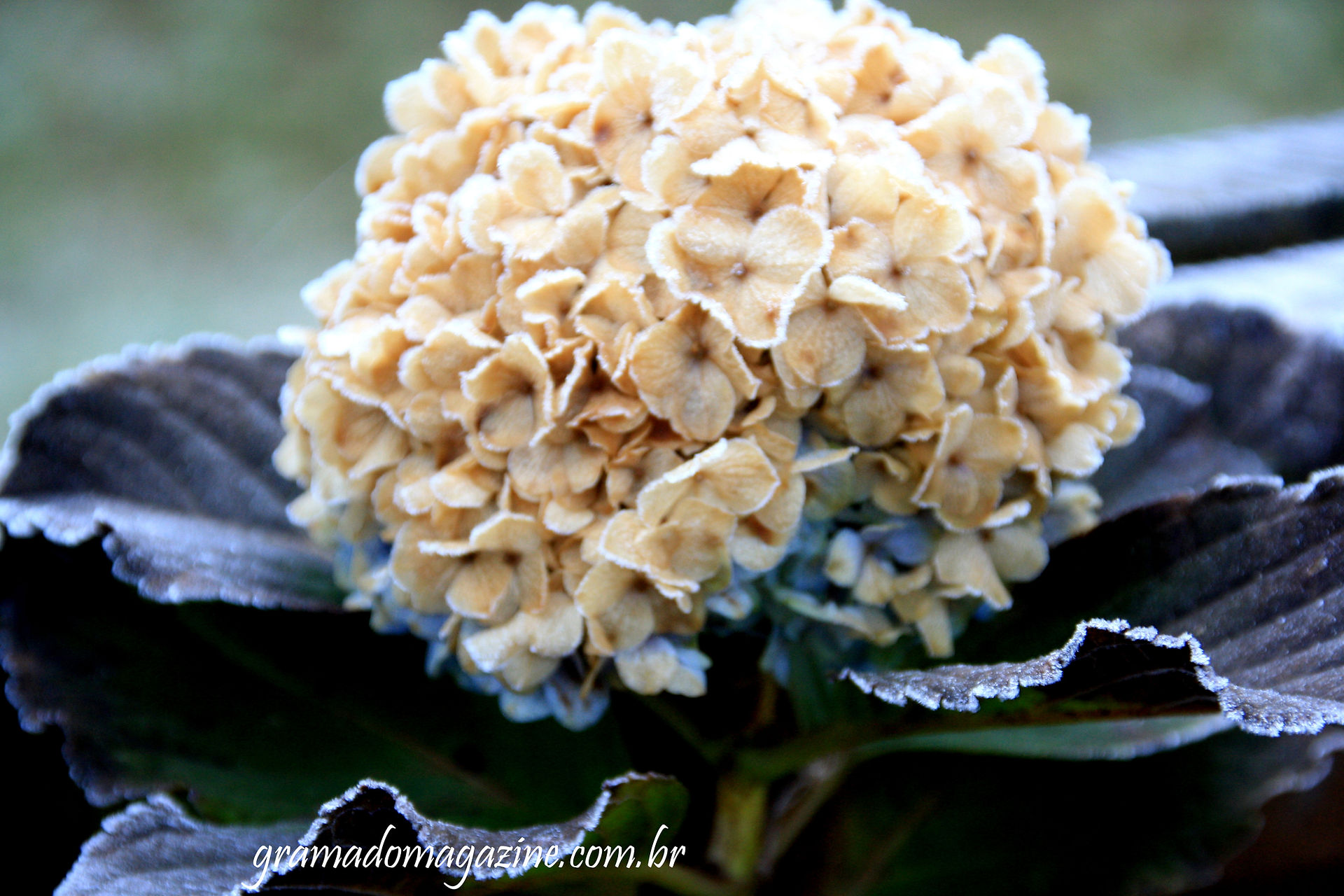 Hortênsia coberta de geada, inverno em Gramado. Foto: Tela Tomazeli