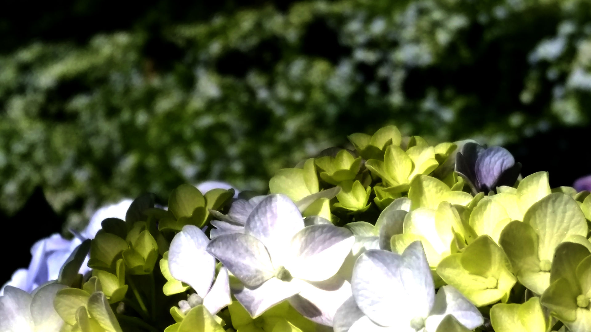 7 de julho, dia da Hortênsia em Gramado, RS. Foto: Tela Tomazeli