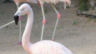 Flamingo tem pegada eternizada na Calçada da Fauna do Gramadozoo