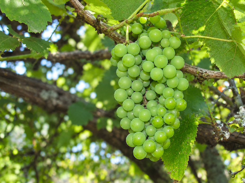 Viticultores do Rio Grande do Sul que produzem uva para processamento industrial têm até 6 de outubro para se inscrever no Programa de Boas Práticas Sustentáveis na Viticultura. Foto: Tela Tomazeli